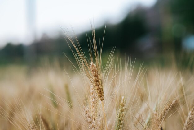 campo de uma quinta de trigo
