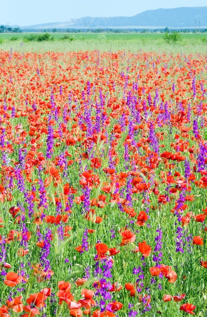 Campo de verão com belas flores roxas e papoula vermelhas.