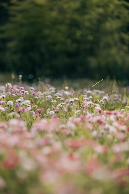 Campo de verão com margaridas e margaridas coloridas em um dia de verão rosa escuro rosa flores brancas e amarelas no fundo de verão prado