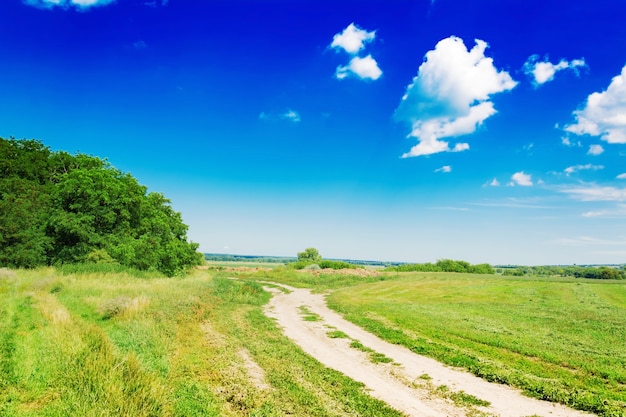 Campo de verão contra o céu azul. Paisagem bonita.