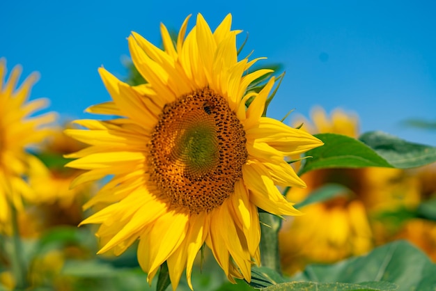 Campo de verão de girassóis Linda flor em primeiro plano no centro das atenções