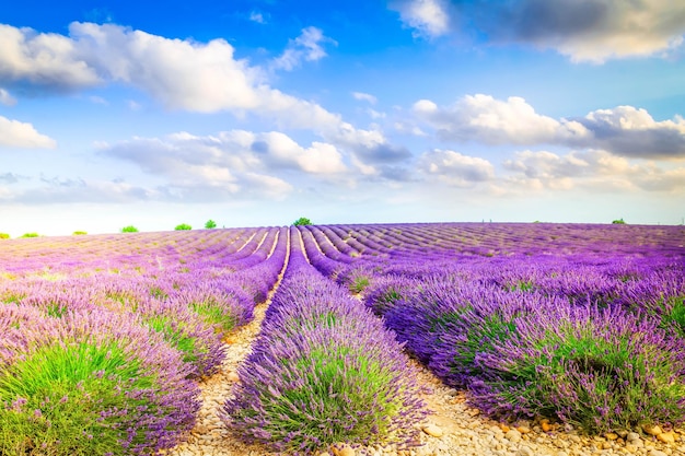 Campo de verão de lavanda