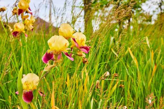 Campo de verão de Orchardgrass com flores de Iris barbudo em flor púrpura e amarela