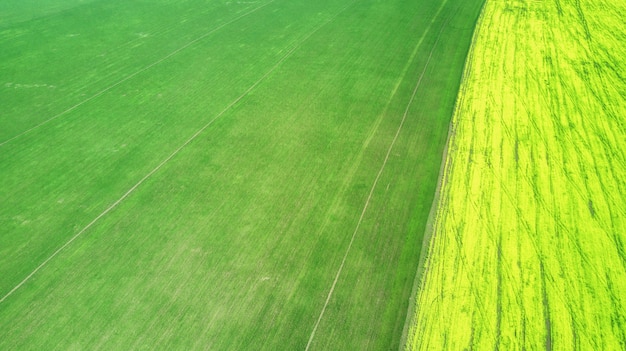 Foto campo de verão florescendo com colza e grama. vista de olho de pássaro