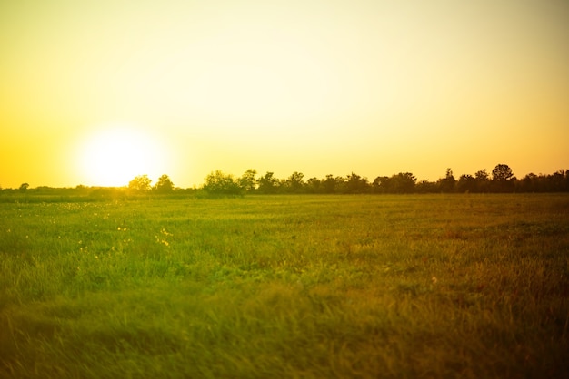 Foto campo de verão idílico com panorama de grama e paisagens naturais durante o pôr do sol