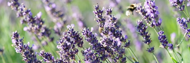 Campo de verão lindo com flores de lavanda closeup