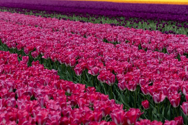 Campo de vibrantes tulipas cor de rosa na Holanda