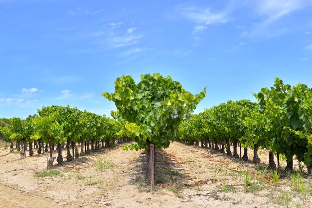 Campo de videira no verão com folhagem verde e uva crescendo sob o céu azul em Vaucluse, França