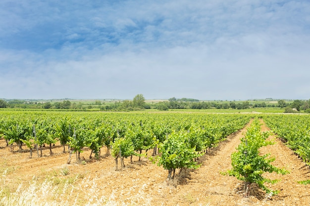 Campo de vinhas com folhas com céu laranja e nuvens