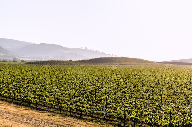 Campo de vinhas da Califórnia nos EUA