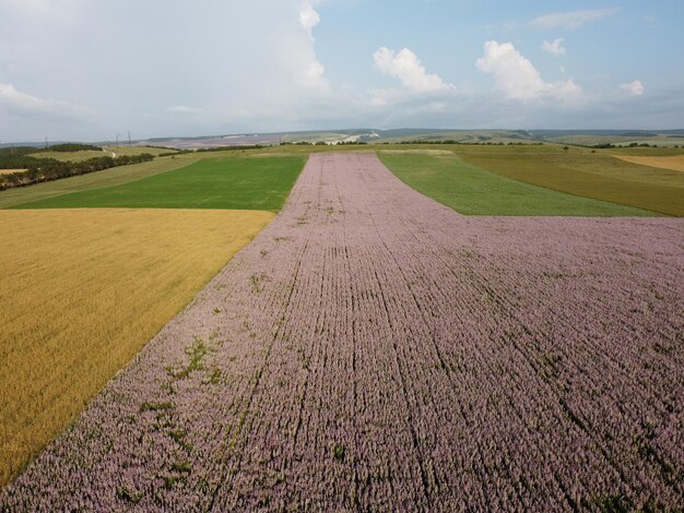 Campo de visão aérea de sálvia sálvia sclarea em flor cultivada para extrair o óleo essencial e