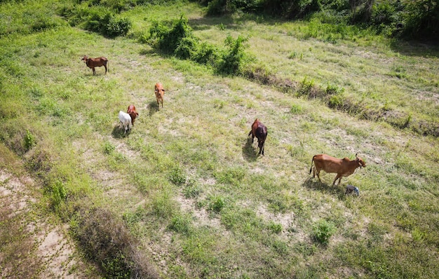 Campo de visão aérea e campo de fazenda agrícola de natureza de vaca de cima com vacas pastando grama