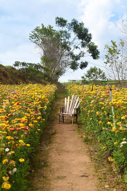 Campo de Xerochrysum bracteatum, comumente conhecido como eterno dourado ou flor de palha e cadeira f