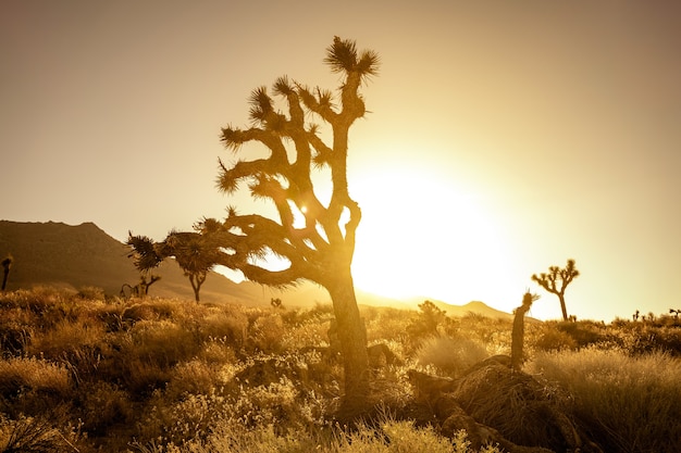 Campo del desierto con Joshua Tree al atardecer con paisaje montañoso