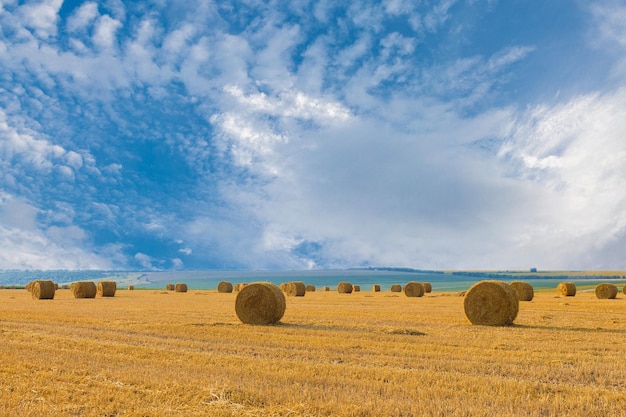 Campo después de la cosecha Grandes fardos redondos de paja