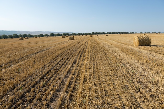 Campo después de la cosecha por la mañana Grandes fardos de heno en un campo de trigo