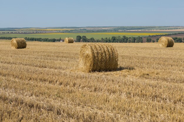 Campo después de la cosecha por la mañana Grandes fardos de heno en un campo de trigo