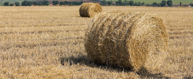 Campo después de la cosecha por la mañana Grandes fardos de heno en un campo de trigo