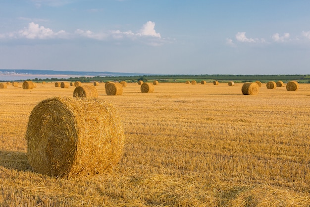 Campo después de la cosecha con pacas redondas grandes de paja