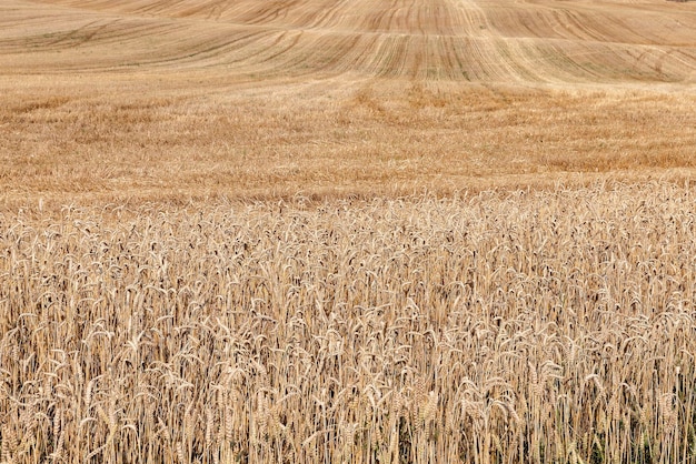 Campo después de la cosecha