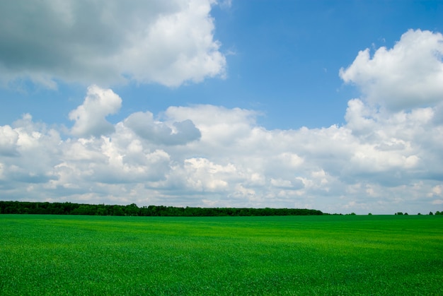 Campo en día nublado