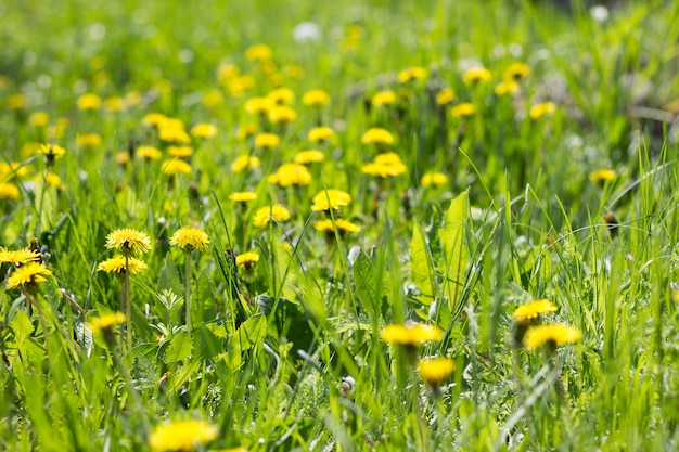 Campo de diente de león amarillo close-up