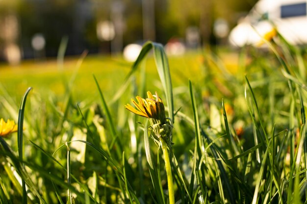 Campo de diente de león amarillo a la luz del sol de cerca