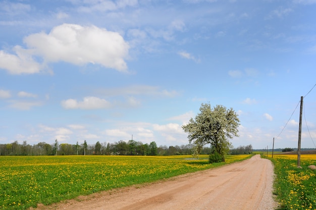 Campo de diente de león y carretera de primavera a través de prados amarillos Letonia