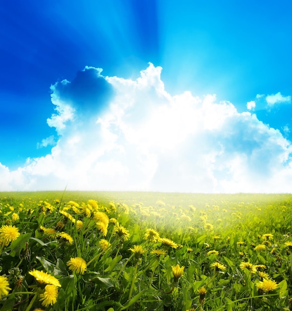 un campo de diente de león con un cielo azul y nubes