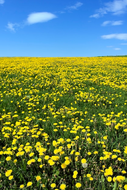 Campo de diente de león contra el cielo azul nublado en Francia