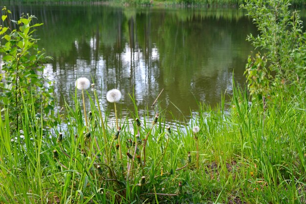 un campo con diente de león y el lago con espacio de copia de reflejo