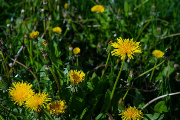 Un campo de dientes de león se muestra con un fondo verde