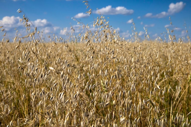 Un campo de diferentes variedades de avena y cebada.