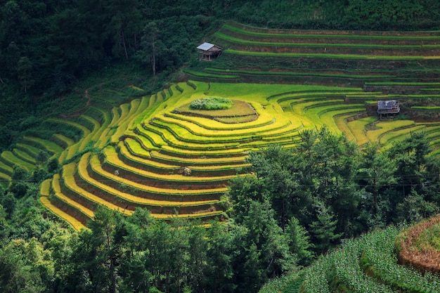 Campo do arroz do terraço em mu cang jai, vietname.