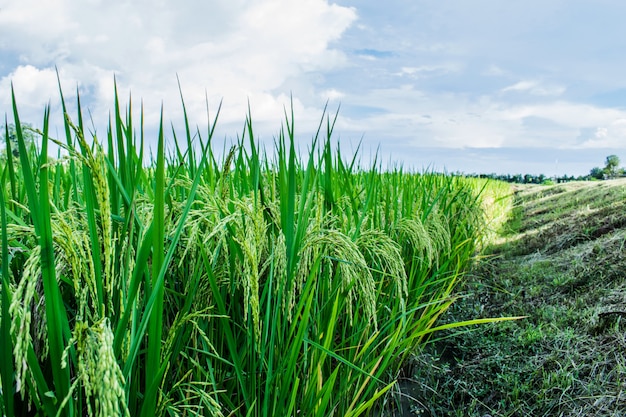 Foto campo do arroz em tailândia com fundo do céu. orelha de arroz ou orelha de arroz.