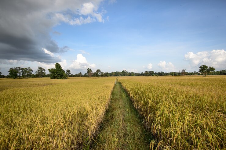 campo do arroz &quot;paddy&quot; pronto para a colheita.