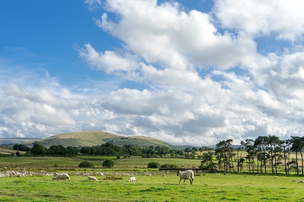 Campo do lake district