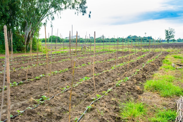 Campo do pepino que cresce com sistema de irrigação do gotejamento.