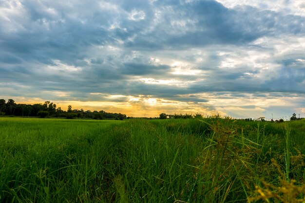 Campo do sol