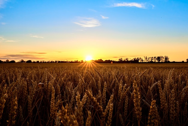 Campo dorado con espigas de trigo maduras al atardecer crisis alimentaria y concepto de hambre mundial cultivo de trigo