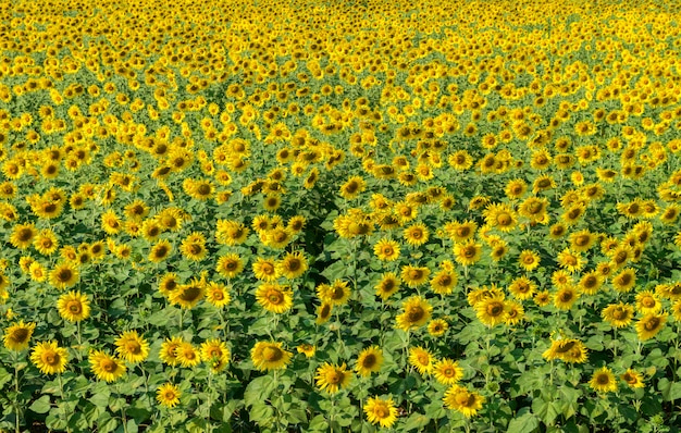 Campo dos girassóis em lop buri. tailândia,