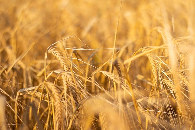 Campo dourado de trigo com espigas maduras