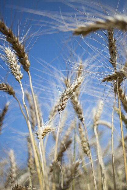 Campo dourado de trigo e dia ensolarado