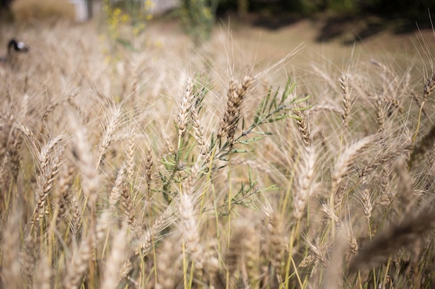 Campo dourado de trigo e dia ensolarado