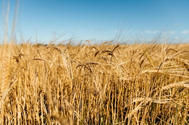 Campo dourado de trigo e dia ensolarado