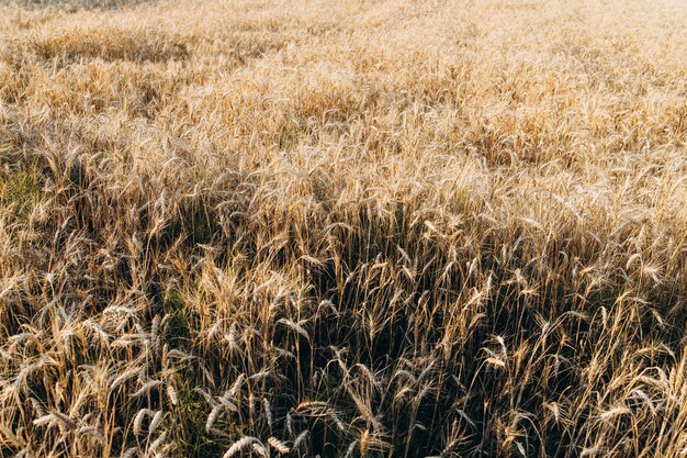 Campo dourado de trigo e dia ensolarado