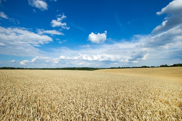 Campo dourado de trigo e dia ensolarado