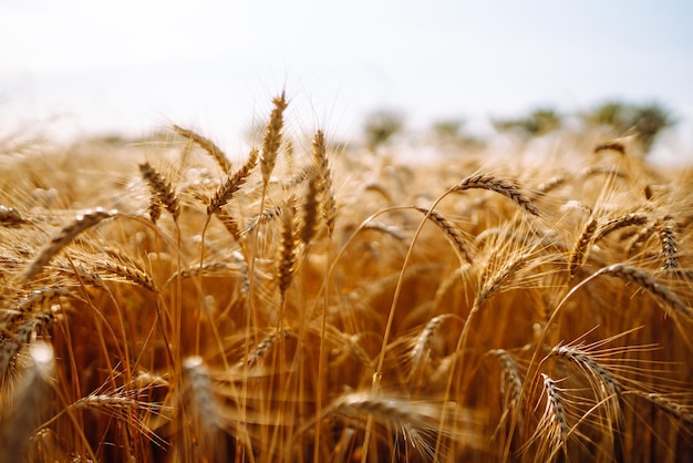 Campo dourado de trigo por do sol à noite Crescimento natureza colheita Agricultura Fazenda