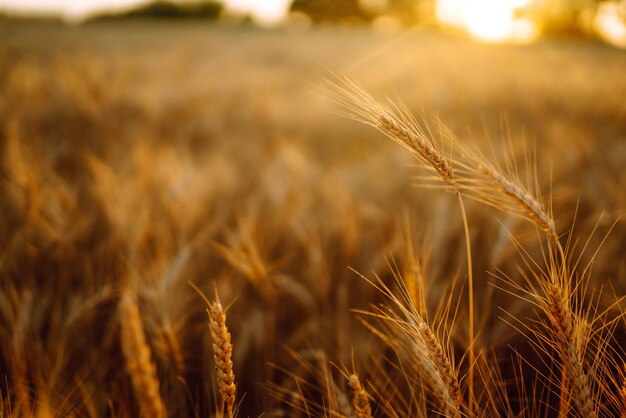 Campo dourado de trigo por do sol à noite Crescimento natureza colheita Agricultura Fazenda