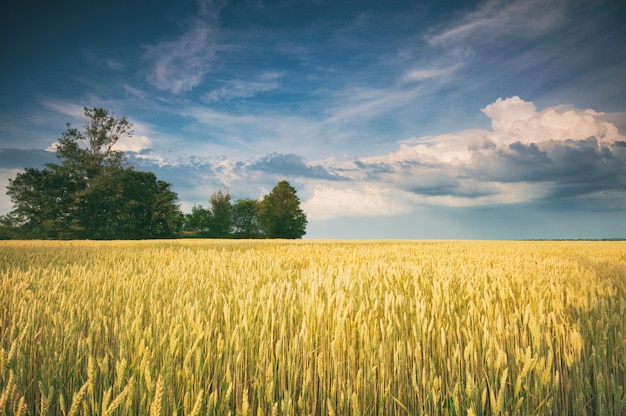 Campo dourado e lindo céu